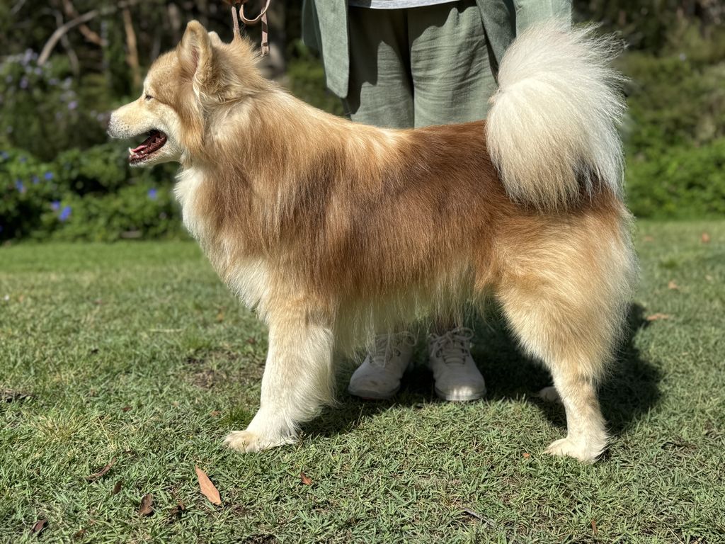Finnish Lapphund - The Breed Archive