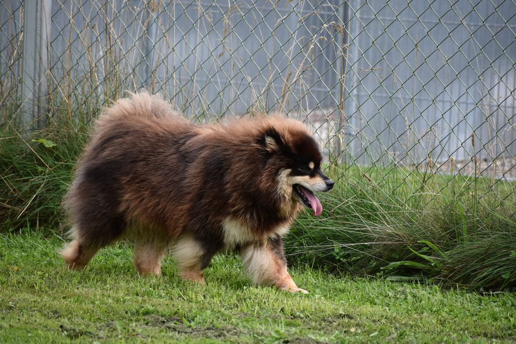 Finnish Lapphund - The Breed Archive