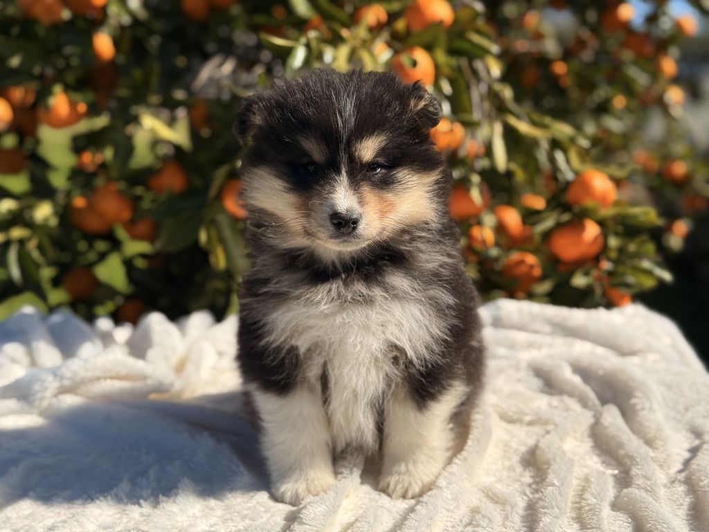 Finnish Lapphund - The Breed Archive