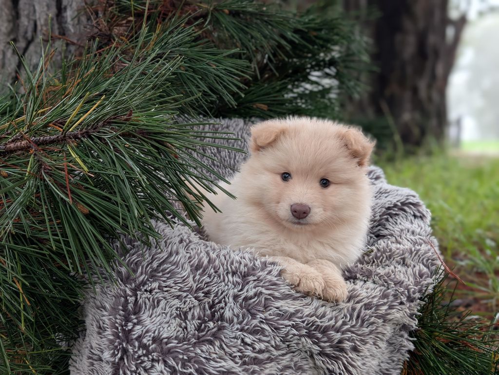 Finnish Lapphund - The Breed Archive