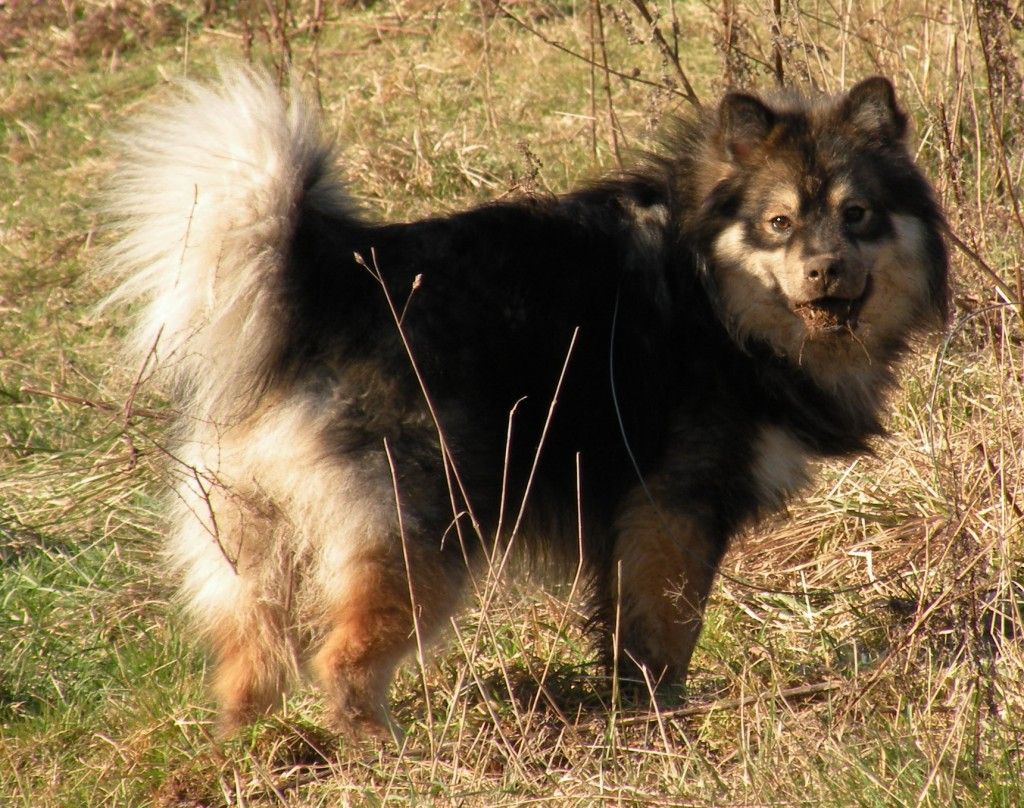 Finnish Lapphund The Breed Archive