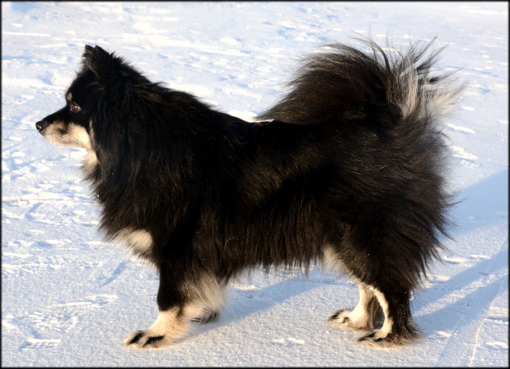 Finnish Lapphund The Breed Archive