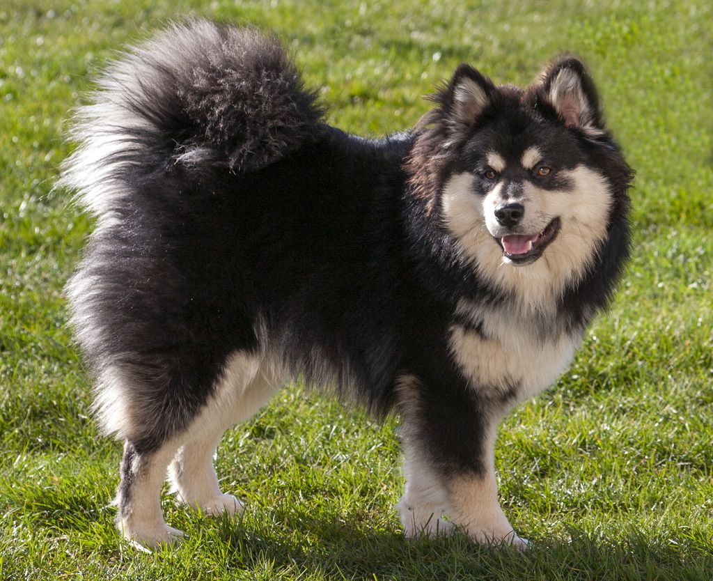 Finnish Lapphund The Breed Archive