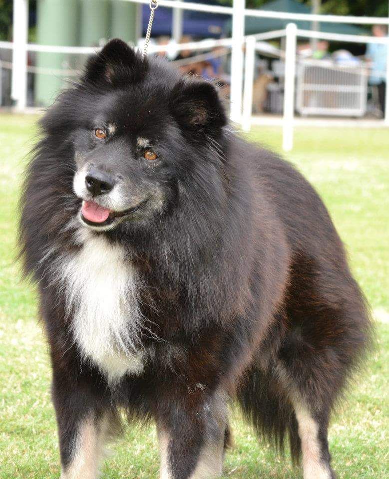 Finnish Lapphund The Breed Archive