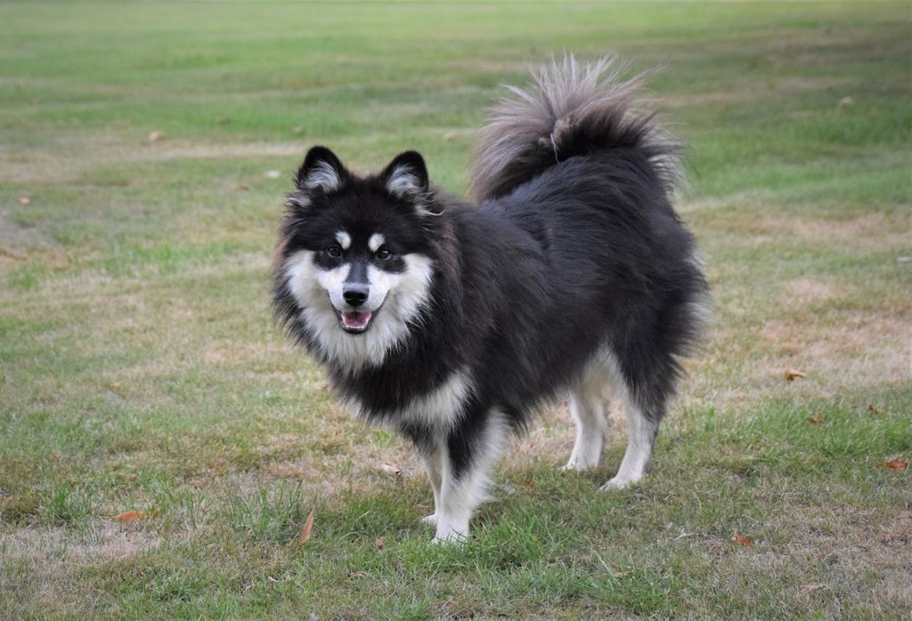 Finnish Lapphund - The Breed Archive