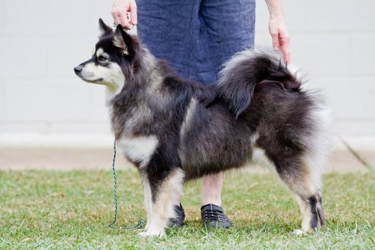 are bones safe for finnish lapphund puppies