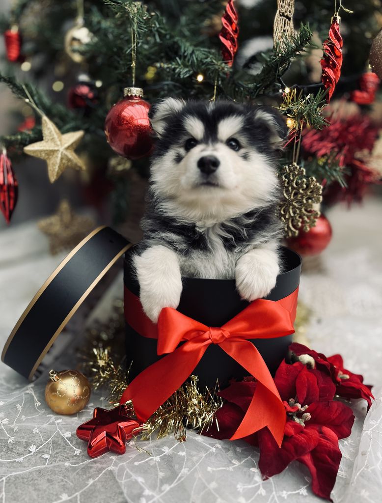 Finnish Lapphund The Breed Archive