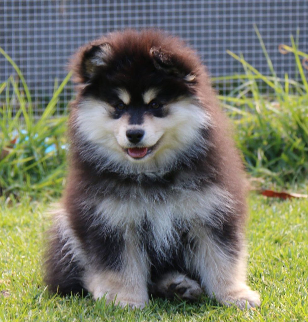 Finnish Lapphund - The Breed Archive