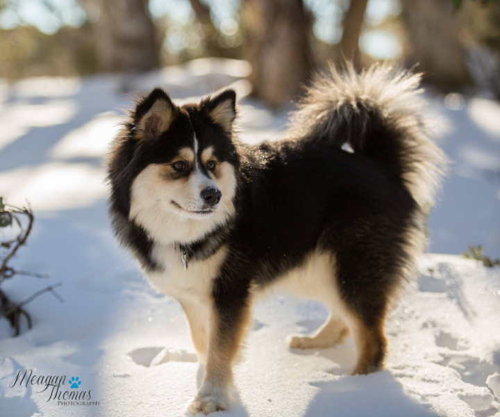 Finnish Lapphund - The Breed Archive