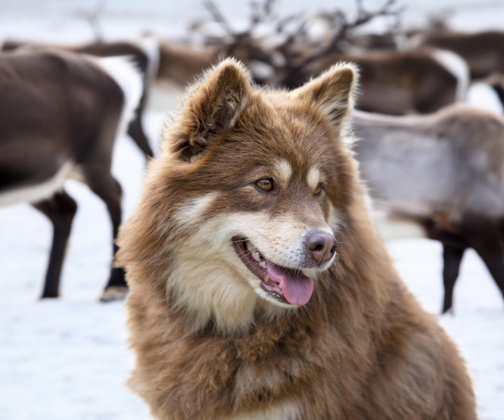 Finnish Lapphund - The Breed Archive