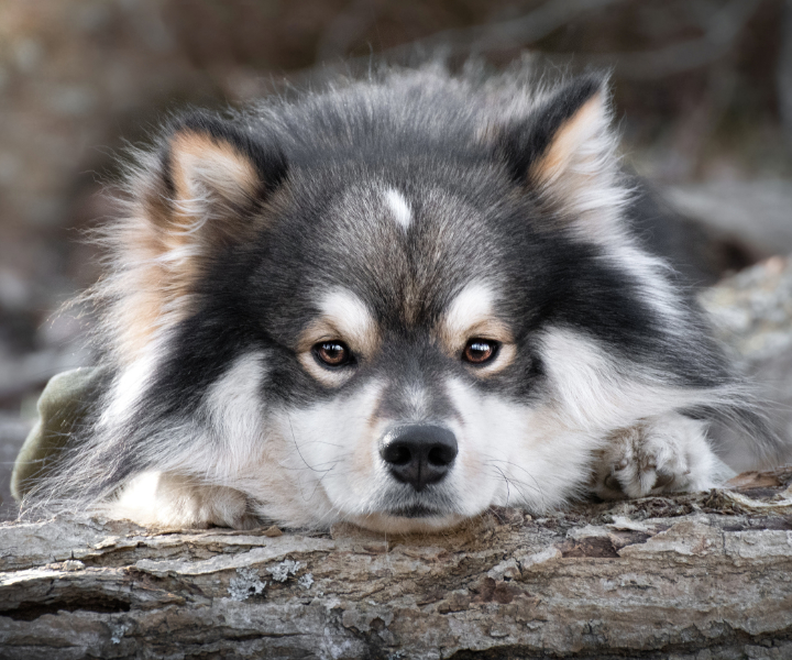 Finnish Lapphund - The Breed Archive